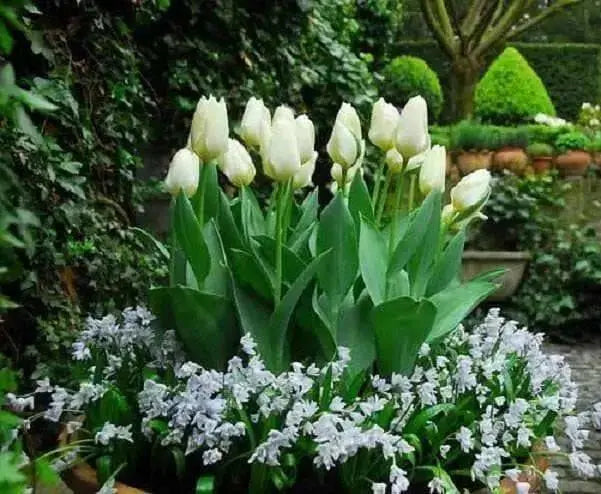Tulip Bulbs,12/+cm, Calgary FALL PLANTING - Caribbean garden seed