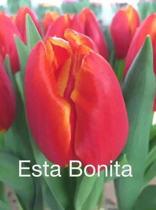 Tulip bulbs,‘Esta Bonita, Darwin Hybrid Tulips - Caribbean garden seed