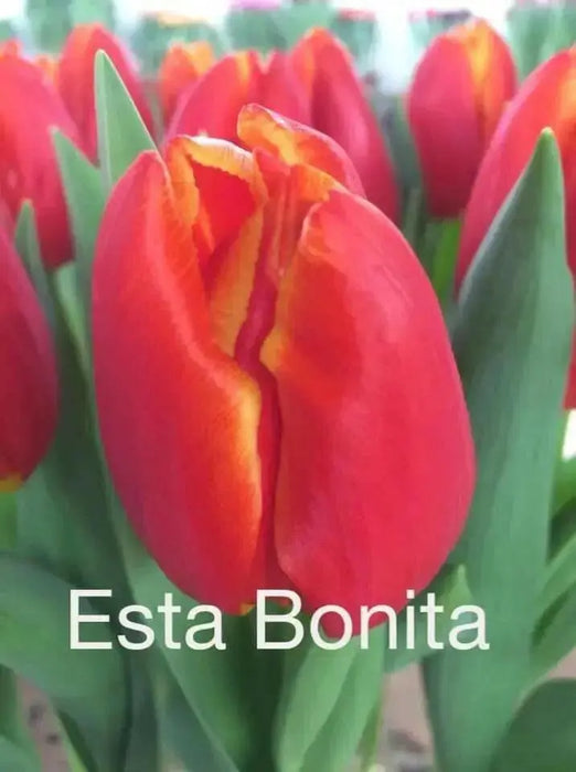 Tulip bulbs,‘Esta Bonita, Darwin Hybrid Tulips - Caribbean garden seed