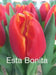 Tulip bulbs,‘Esta Bonita, Darwin Hybrid Tulips - Caribbean garden seed