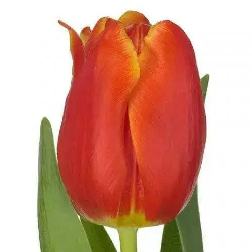 Tulip bulbs,‘Esta Bonita, Darwin Hybrid Tulips - Caribbean garden seed