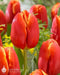 Tulip bulbs,‘Esta Bonita, Darwin Hybrid Tulips - Caribbean garden seed
