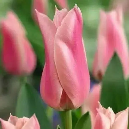 Tulip Bulbs,sanne ( Bulbs) Lily flowering - Caribbean garden seed