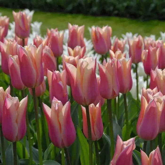 Tulip Bulbs,sanne ( Bulbs) Lily flowering - Caribbean garden seed