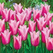 Tulip Bulbs,sanne ( Bulbs) Lily flowering - Caribbean garden seed