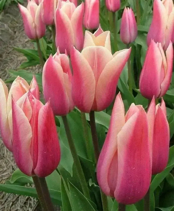 Tulip Bulbs,sanne ( Bulbs) Lily flowering - Caribbean garden seed