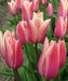 Tulip Bulbs,sanne ( Bulbs) Lily flowering - Caribbean garden seed