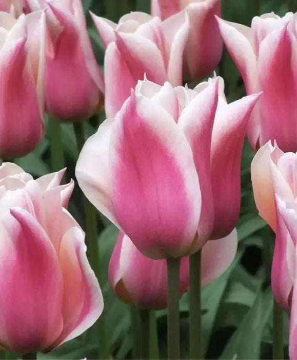 Tulip Bulbs,sanne ( Bulbs) Lily flowering - Caribbean garden seed