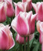 Tulip Bulbs,sanne ( Bulbs) Lily flowering - Caribbean garden seed