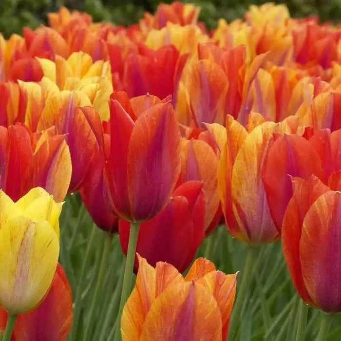 Tulip Bulbs,El Nino ,Single Late, Shipping Now - Caribbean garden seed