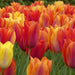 Tulip Bulbs,El Nino ,Single Late, Shipping Now - Caribbean garden seed