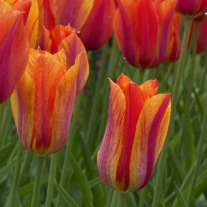 Tulip Bulbs,El Nino ,Single Late, Shipping Now - Caribbean garden seed