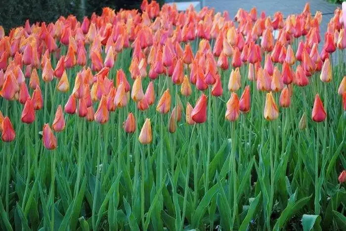 Tulip Bulbs,El Nino ,Single Late, Shipping Now - Caribbean garden seed