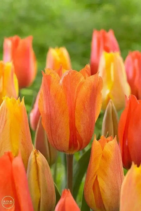 Tulip Bulbs,El Nino ,Single Late, Shipping Now - Caribbean garden seed
