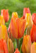 Tulip Bulbs,El Nino ,Single Late, Shipping Now - Caribbean garden seed
