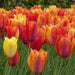 Tulip Bulbs,El Nino ,Single Late, Shipping Now - Caribbean garden seed