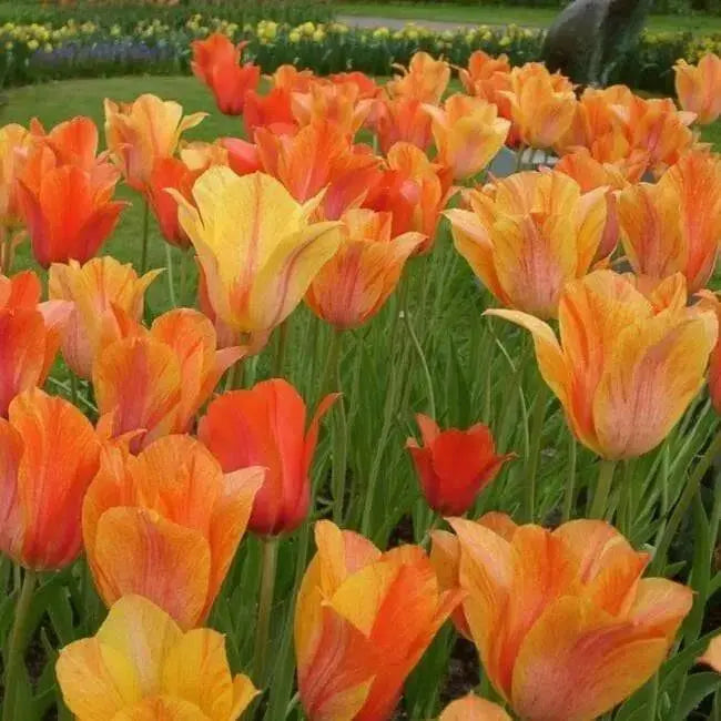 Tulip Bulbs,El Nino ,Single Late, Shipping Now - Caribbean garden seed