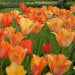 Tulip Bulbs,El Nino ,Single Late, Shipping Now - Caribbean garden seed