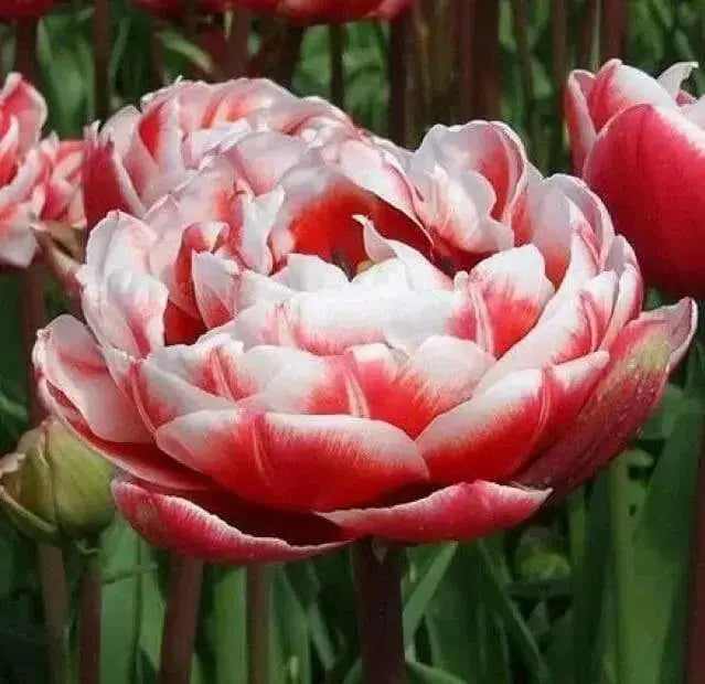 Tulip Cabella Bulbs-Double Late, NOW SHIPPING! - Caribbean garden seed