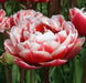 Tulip Cabella Bulbs-Double Late, NOW SHIPPING! - Caribbean garden seed