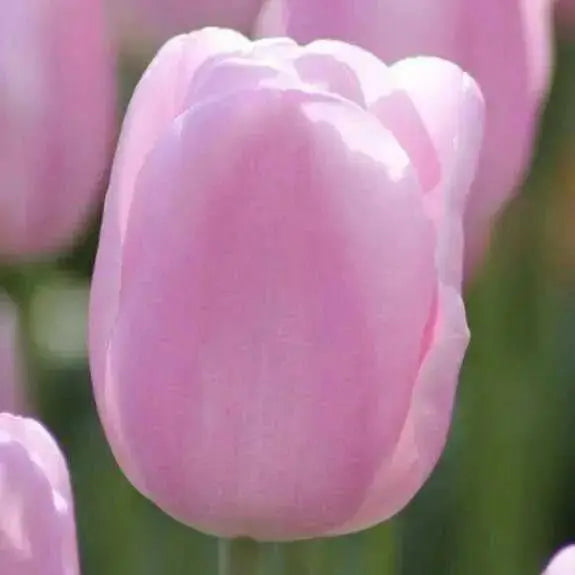 Tulip Bulbs,Synaeda Amor (12/+cm) soft pink! - Caribbean garden seed