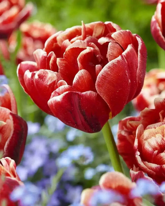 Tulip Cabella Bulbs-Double Late, NOW SHIPPING! - Caribbean garden seed
