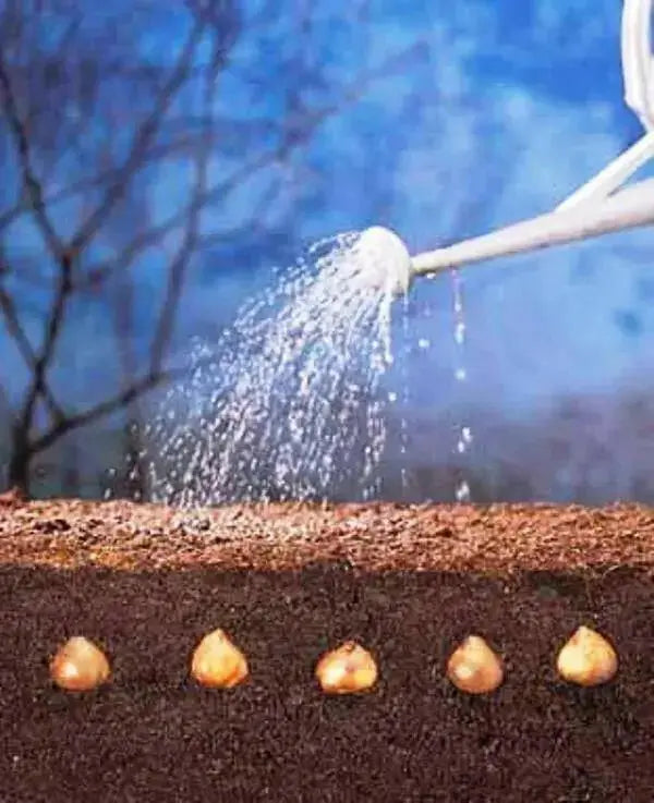 Tulip BULBS- SWEET Flag, FALL PLANTING, SPRING Blooming - Caribbean garden seed