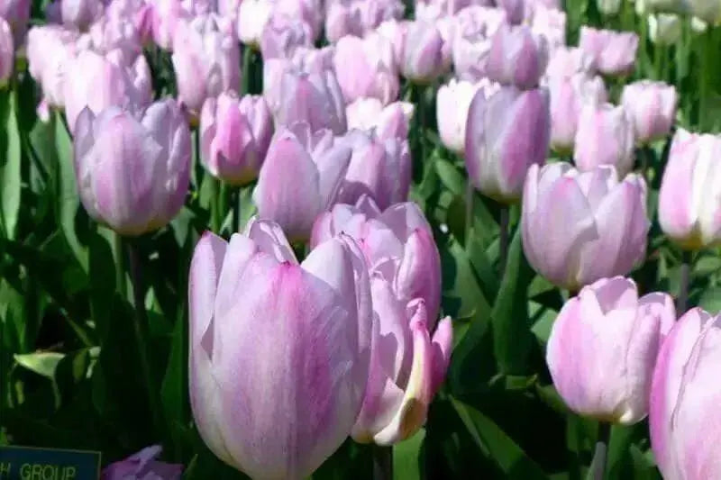 Tulip BULBS- SWEET Flag, FALL PLANTING, SPRING Blooming - Caribbean garden seed