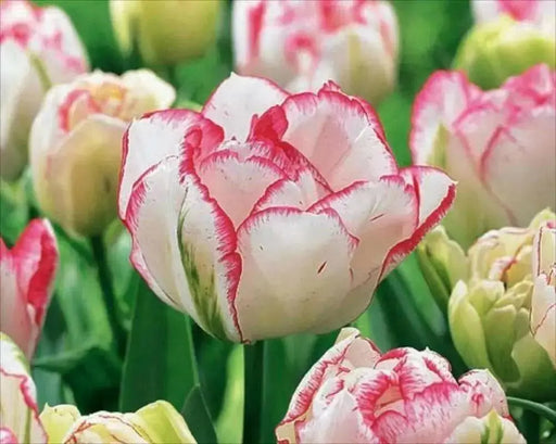 TULIP Cartouche ,Double late ,Fall Planting Bulbs, 12/+cm - Caribbean garden seed