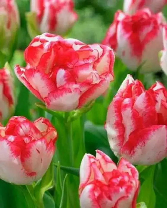 TULIP Cartouche ,Double late ,Fall Planting Bulbs, 12/+cm - Caribbean garden seed