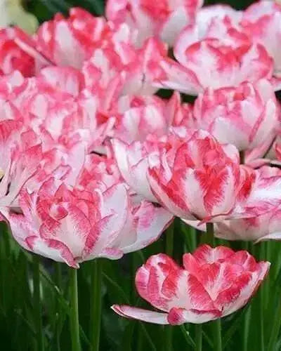 TULIP Cartouche ,Double late ,Fall Planting Bulbs, 12/+cm - Caribbean garden seed