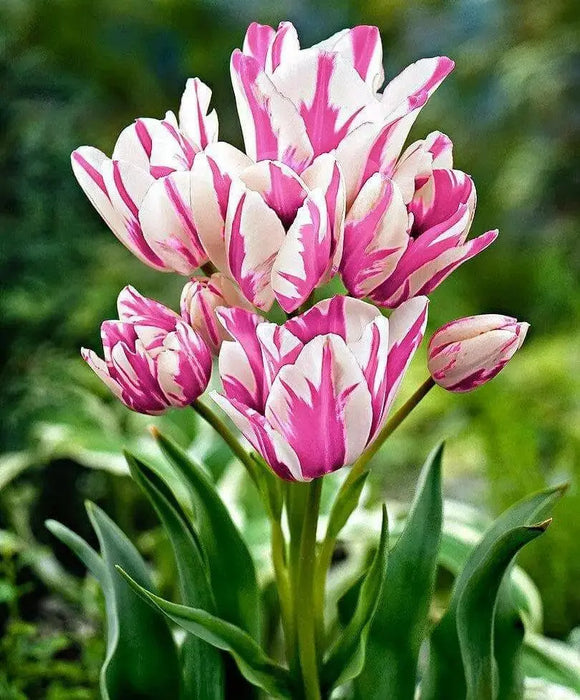 Tulip CANDY Club Bulbs,  FALL PLANTING - Caribbean garden seed