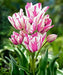 Tulip CANDY Club Bulbs,  FALL PLANTING - Caribbean garden seed