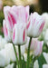 Tulip CANDY Club Bulbs,  FALL PLANTING - Caribbean garden seed