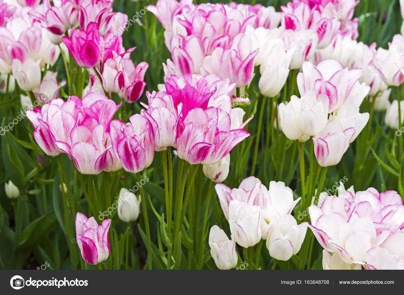 Tulip CANDY Club Bulbs,  FALL PLANTING - Caribbean garden seed