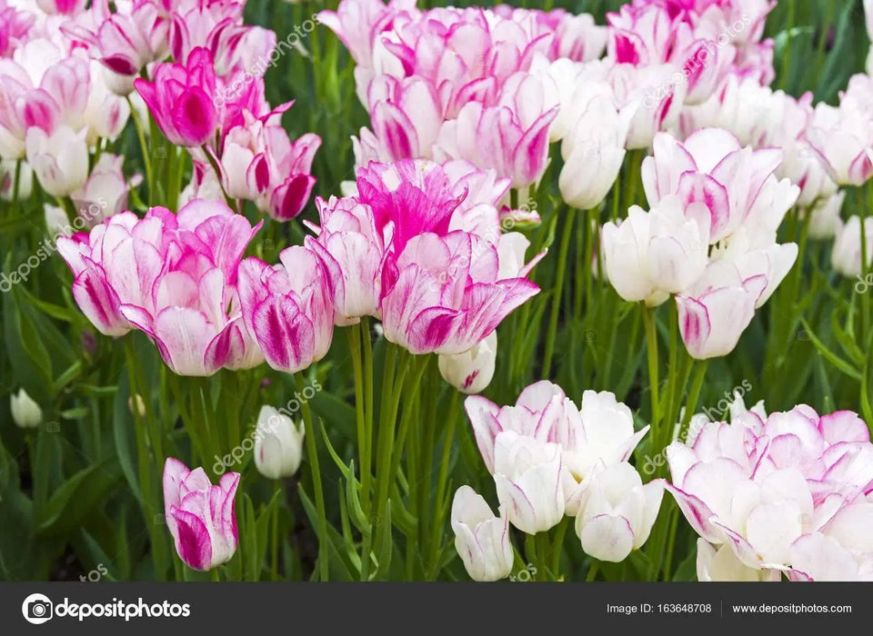 Tulip CANDY Club Bulbs,  FALL PLANTING - Caribbean garden seed