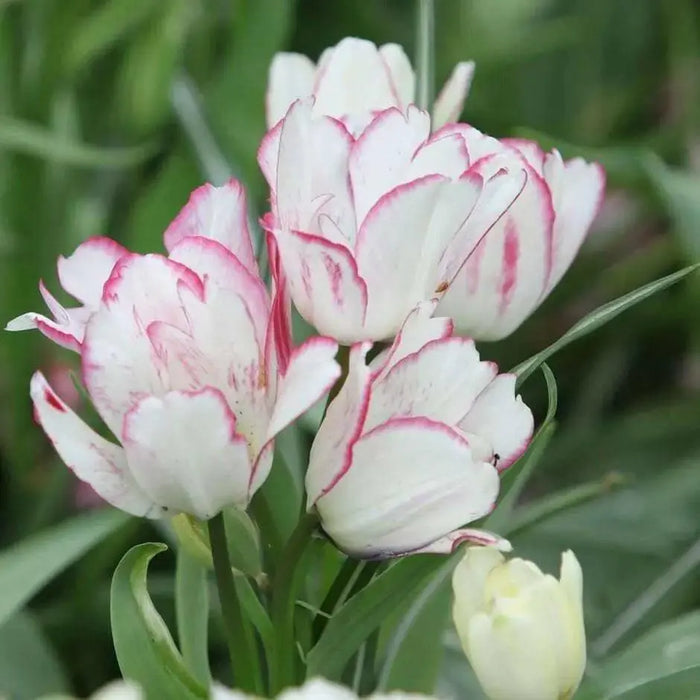 Tulip CANDY Club Bulbs,  FALL PLANTING - Caribbean garden seed