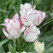 Tulip CANDY Club Bulbs,  FALL PLANTING - Caribbean garden seed