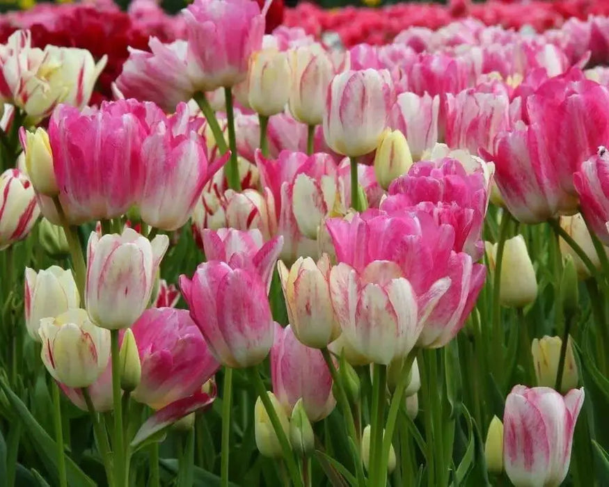 Tulip CANDY Club Bulbs,  FALL PLANTING - Caribbean garden seed