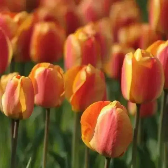 Tulip Darwin Hybrid Oxford Elite -Fall Bulbs - Caribbean garden seed