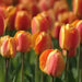 Tulip Darwin Hybrid Oxford Elite -Fall Bulbs - Caribbean garden seed
