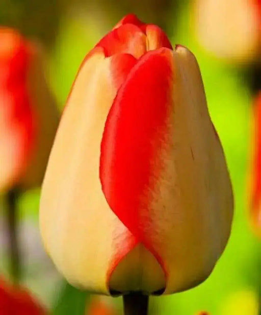 Tulip Darwin Hybrid "American Dream" Bloom Mid/Late Spring - Caribbean garden seed