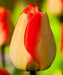 Tulip Darwin Hybrid "American Dream" Bloom Mid/Late Spring - Caribbean garden seed