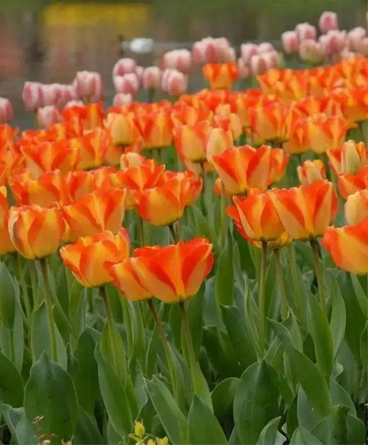 Tulip Darwin Hybrid "American Dream" Bloom Mid/Late Spring - Caribbean garden seed