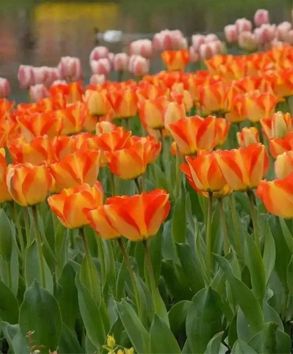 Tulip Darwin Hybrid "American Dream" Bloom Mid/Late Spring - Caribbean garden seed