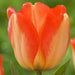 Tulip Darwin Hybrid "American Dream" Bloom Mid/Late Spring - Caribbean garden seed