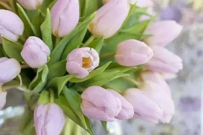 Tulip Candy Prince',Bulbs Size 12/+cm - Caribbean garden seed