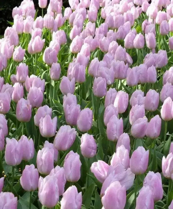 Tulip Candy Prince',Bulbs Size 12/+cm - Caribbean garden seed