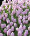 Tulip Candy Prince',Bulbs Size 12/+cm - Caribbean garden seed