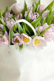 Tulip Candy Prince',Bulbs Size 12/+cm - Caribbean garden seed